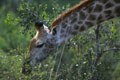Les observations de girafes ont surtout été faites dans la partie sud du parc. mammiferes afrique girafe 